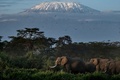 ケニア・キマナ保護区のゾウ（2021年3月2日撮影、資料写真）。(c)Yasuyoshi CHIBA / AFP