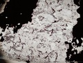 カナダ・ケベック州のヌブアギツク・スプラクラスタル・ベルトで見つかった碧玉岩に含まれていた糸状構造の微化石。ネイチャー誌提供。(c)AFP/NATURE PUBLISHING GROUP/MATT DODD