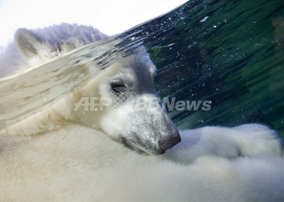 シロクマ シロクマ（リサ・ラーソン／Lisa Larson） フリーデザイン ｜ 北欧