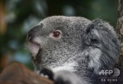 野生コアラ ゲノム進化で コアラエイズ に対抗中 研究 写真1枚 国際ニュース Afpbb News