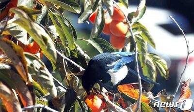 他人の家の柿を採った「逃亡の恐れない」高齢女性に長時間手錠…韓国・警察の対応「人権侵害」と判断