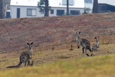 豪、17歳少年2人を訴追 カンガルー14匹殺す