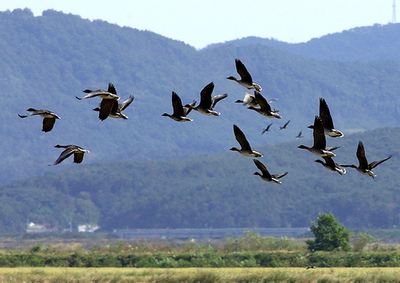 中部のアヒル農場でまた鳥インフル、3万5000羽以上を処分 - 韓国