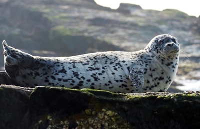 アザラシの赤ちゃん100頭が密漁の餌食、うち38頭死ぬ 大連