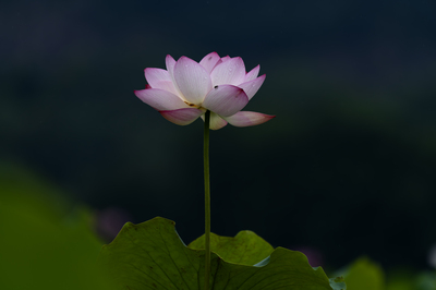 夏の風物詩、ハスの花が見頃 上海市