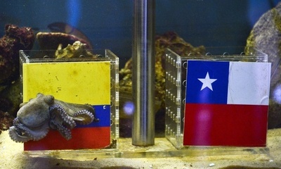 占いタコがコロンビアに登場、気になる占い結果は？