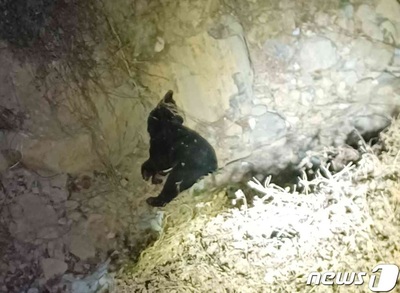 23年間、1坪の檻に閉じ込められ、胆汁を取られた熊…韓国の飼育農場を脱走、2時間の“自由”の後、射殺