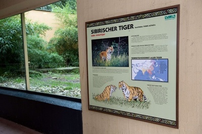 動物園で飼育員がトラに襲われ死亡、独ミュンスター