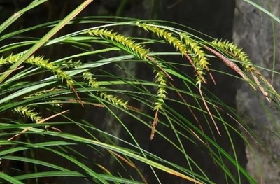 中国南部の広西で植物新種が発見