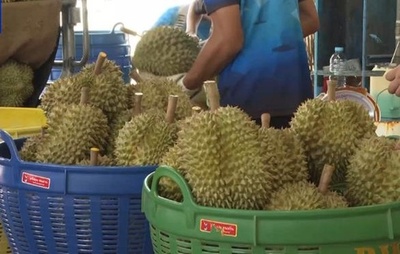 タイ産ドリアンの珍しい品種 輸入博に登場中国市場を狙う