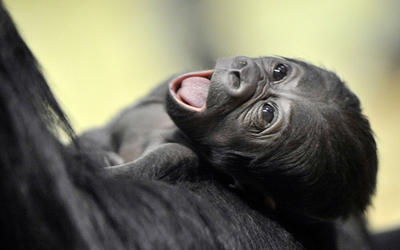 ゴリラの赤ちゃん、生まれてまだ9日目 ハンガリー