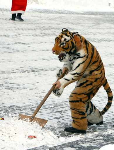 雪かきを手伝う「トラ」?!