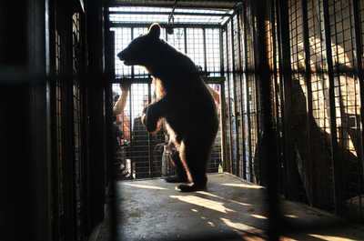 曲芸仕込まれていたクマを保護、ルーマニア