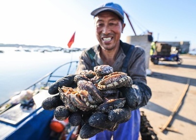 中国産アワビの養殖量が世界85%超 価格は過去10年の最安値