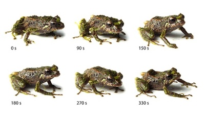 トゲトゲからツルツルに、皮膚の質感変える新種のカエル
