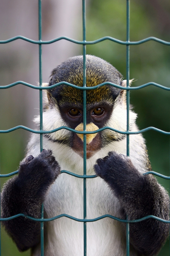 世界各国の動物が見られる動物園