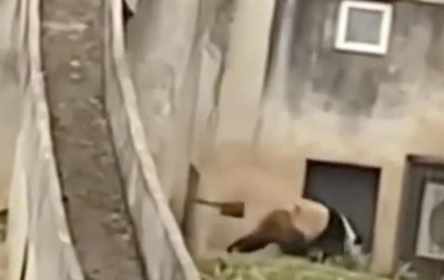 パンダをシャベルで追い払った飼育員を解雇 パンダ研究センターがおわび