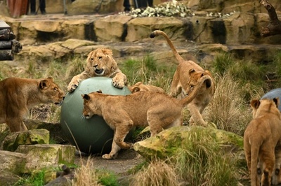 ライオン5頭脱走、園内で確保 豪シドニー