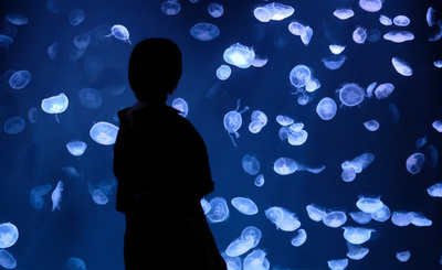 ふわふわ癒やしの空間、東京の水族館に「クラゲパノラマ」