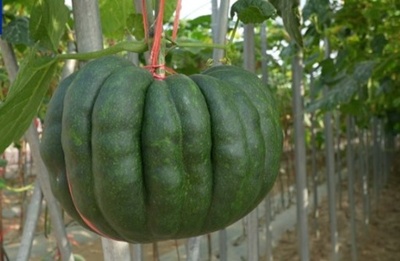 2026種子大会の農地実証品種展示会が中国海南島三亜で開催 