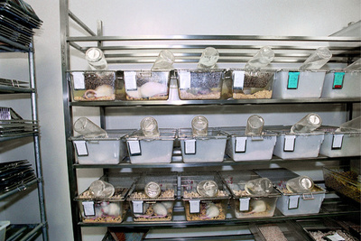 「バイオ腎臓」、ラットへの移植に成功 米研究