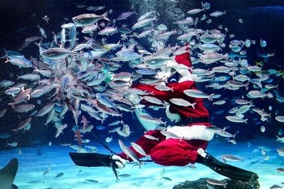 Santa Claus swims with fish at Tokyo aquarium