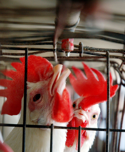 インドの鳥インフルエンザ、養鶏家ら処分反対で拡大懸念