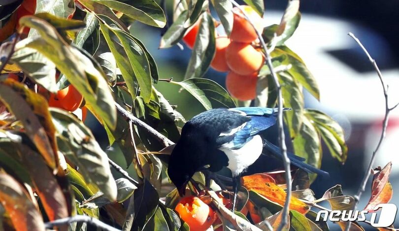 写真は記事の内容とは関係ありません(c)news1