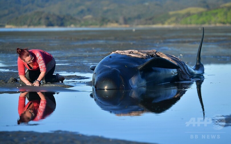 浜辺にクジラ400頭以上打ち上げ NZ「過去最大規模」