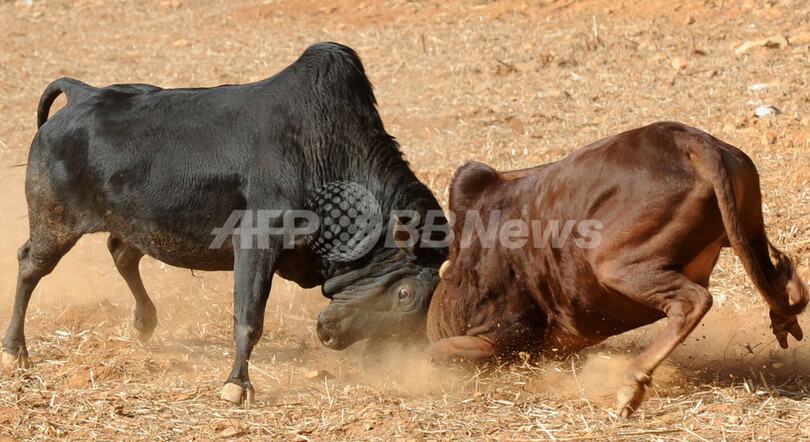 ヒマラヤ山脈のふもとで、「穏やかな」闘牛が盛況