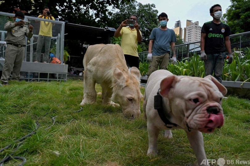 保護された密輸ライオン、首相の一声で中国人飼い主の元へ カンボジア