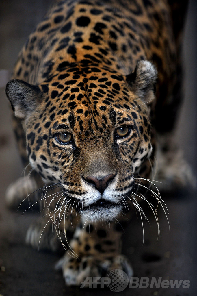 ブラジル 大西洋岸森林でジャガーの個体数が激減 写真1枚 国際ニュース Afpbb News