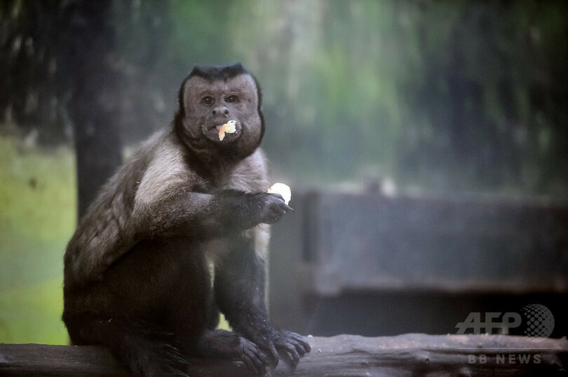 四角い顔 が人気 天津動物園のフサオマキザル 写真4枚 国際ニュース Afpbb News