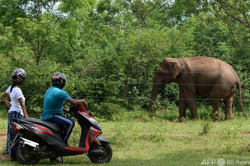 ゾウ害対策の電気柵を延伸 スリランカ