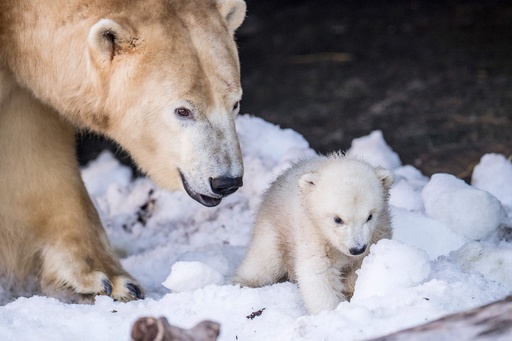初めての外遊びにドキドキ、ホッキョクグマの赤ちゃん デンマーク 写真
