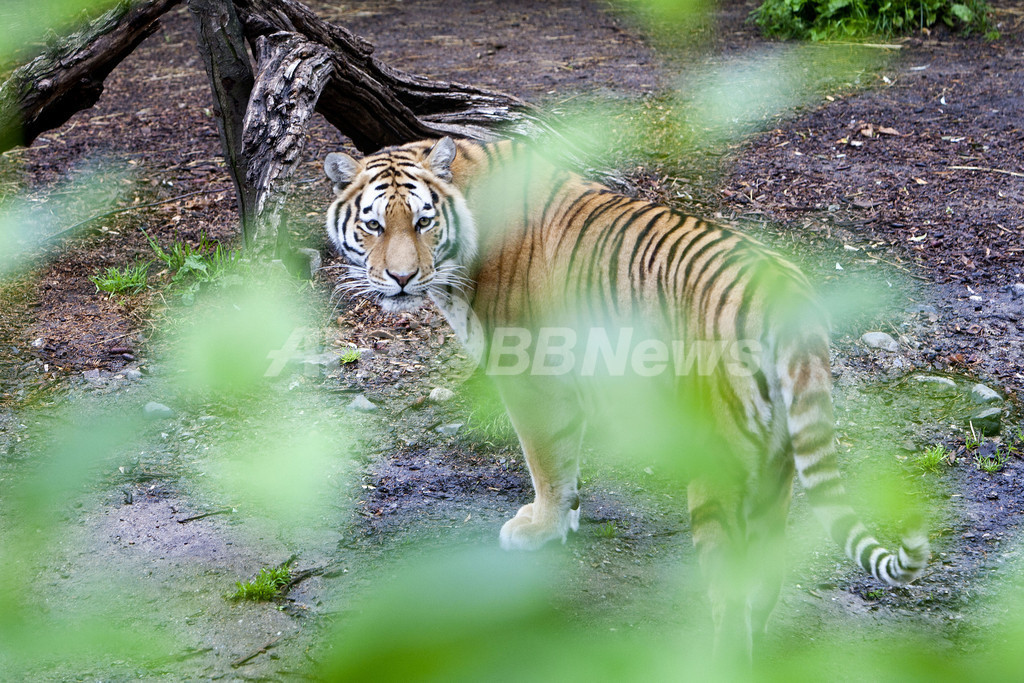 イギリスの動物園でトラの飼育エリアに立ち入った男性が襲われて死亡