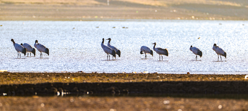 ルンドゥプ県に越冬のオグロヅル 中国西蔵自治区 写真13枚 国際ニュース：AFPBB News