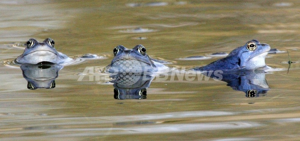 中国南部で再びカエルの大移動 余震の前兆か 写真1枚 国際ニュース Afpbb News