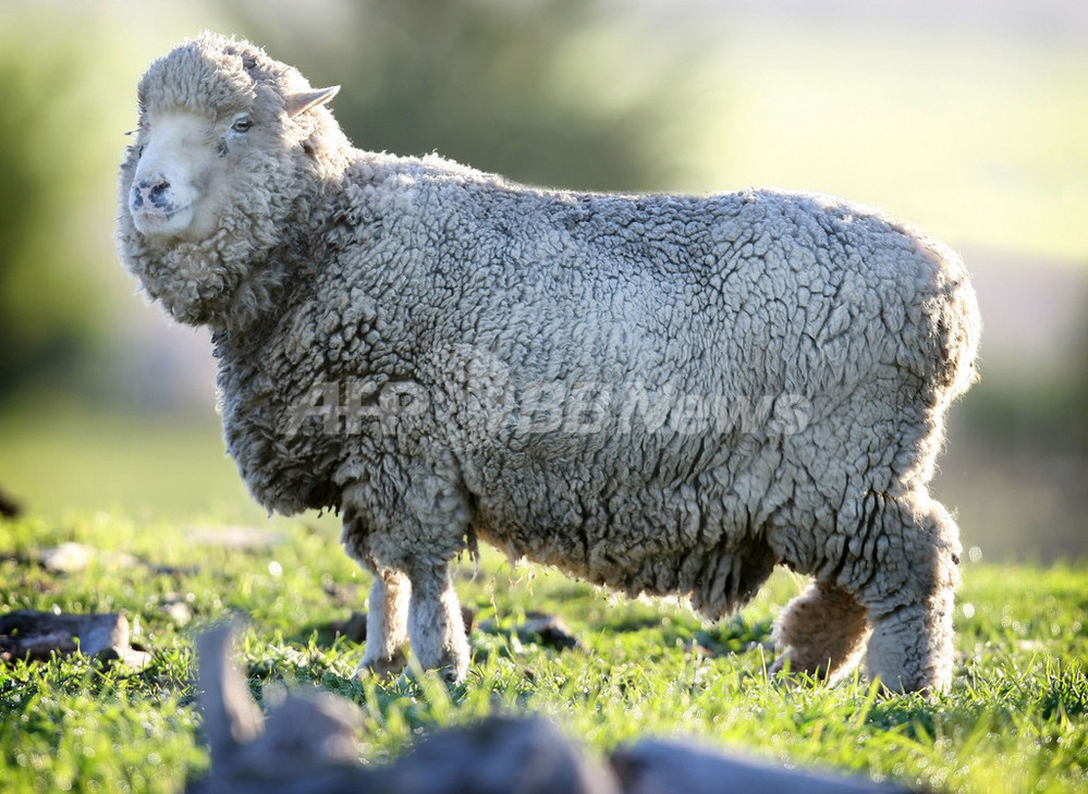 世界最高齢のヒツジ、熱波で死亡 オーストラリア 写真2枚 国際ニュース