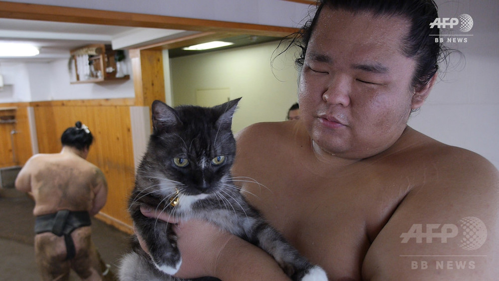 相撲部屋 荒汐部屋の猫 モルとムギ の写真集が4社から発売 Cat Press
