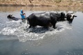 イラク・バグダッド東部を流れるチグリス川の支流で水牛に水浴びをさせる男性（2021年8月2日撮影）。(c)AHMAD AL-RUBAYE / AFP