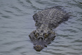 ワニ（2024年6月25日撮影、資料写真）。(c)Pablo PORCIUNCULA / AFP