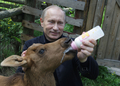 世界環境デー（World Environment Day）の5日、ロシアのウラジーミル・プーチン（Vladimir Putin）首相はモスクワ（Moscow）のロシニー・オストロフ国立公園（Losiny Ostrov National Park）を訪問した。ロシニー・オストロフとはロシア語で「ヘラジカ島」という意味。プーチン首相はヘラジカにミルクを与えたり、植樹したりした。写真は、ヘラジカにほ乳瓶でミルクを与えるプーチン首相（2010年6月5日撮影）。(c)AFP/ALEXEY DRUZHININ