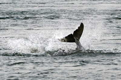 カワゴンドウ保護令、2か月で撤回 カンボジア首相