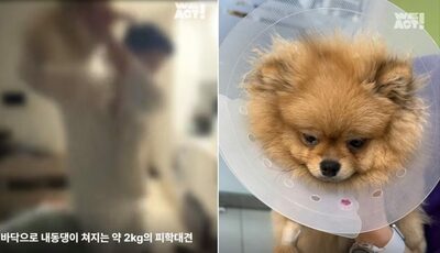 「虐待されたポメラニアン」を加害者に返還という衝撃…韓国・動物保護法の限界に批判噴出