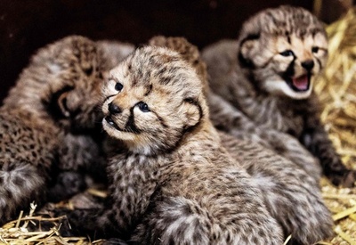 ふさふさ三つ子の赤ちゃんチーター 多摩動物公園で人気 写真16枚 国際ニュース Afpbb News ふさふさ三つ子の赤ちゃんチーター 多摩動物公園で人気 写真16枚 国際ニュース Afpbb News