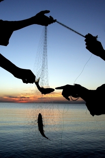 魚の平均体重がこの30年で半減、地球温暖化の影響か 仏研究