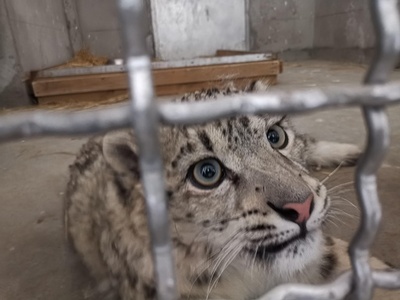 共存図るチベットの遊牧民とユキヒョウ