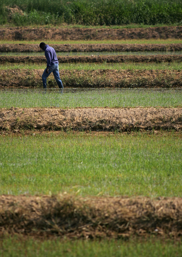 食料価格の高騰が変える食生活、国際NGO調査
