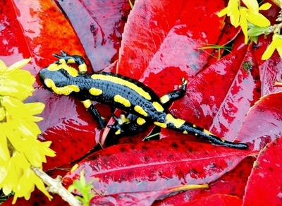 サンショウウオの四肢再生の謎を解明か、ヒト臓器再生に期待